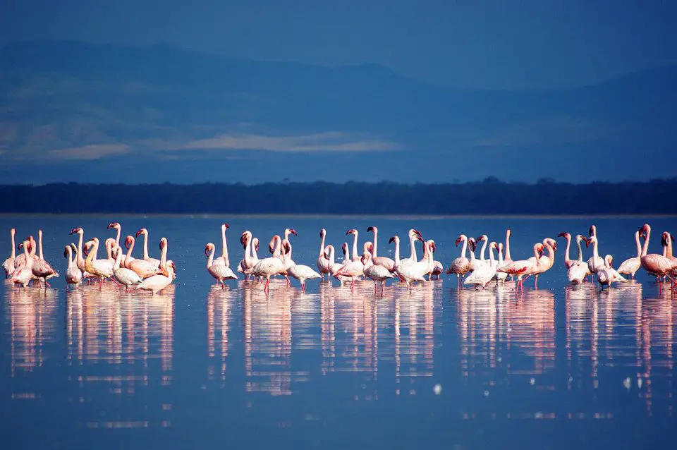 Flamingos on Lake Nakuru, Kenya