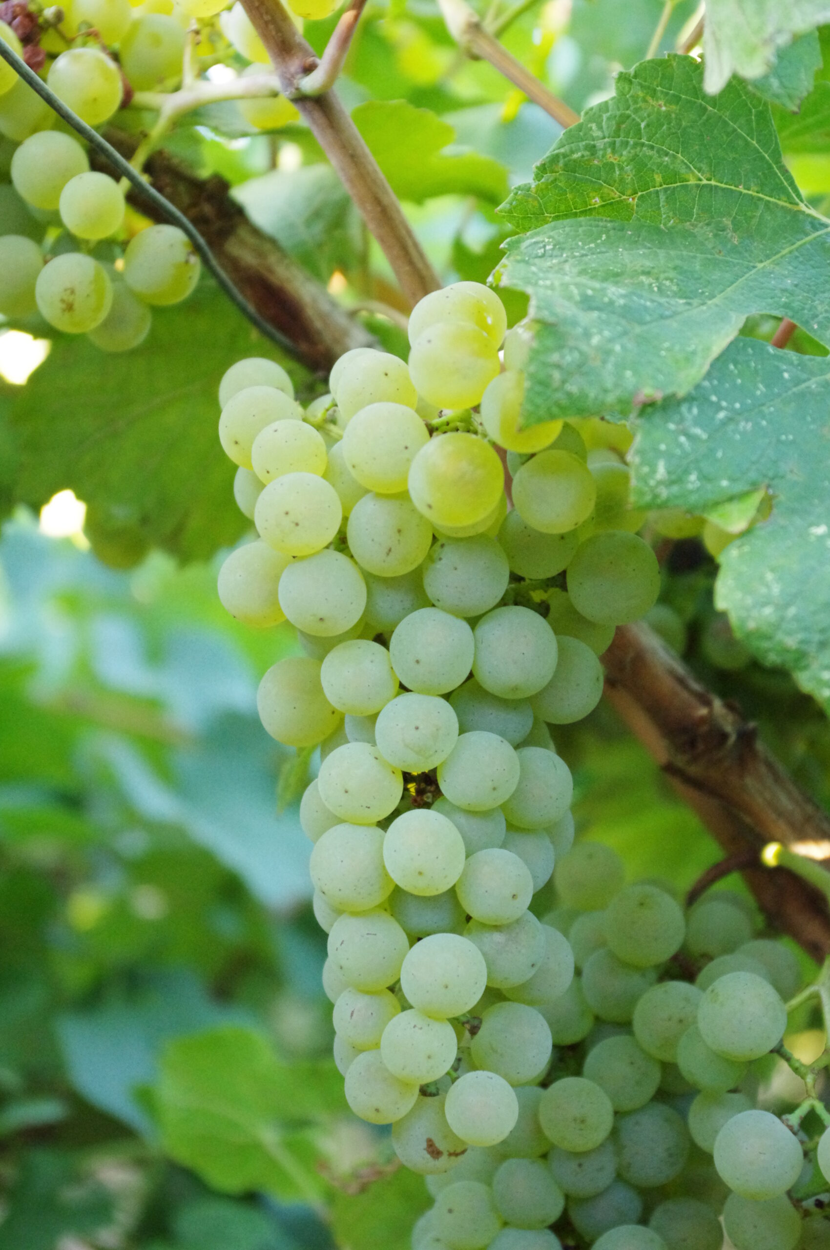 Chardonnay vs Pinot Grigio: chardonnay grapes are green