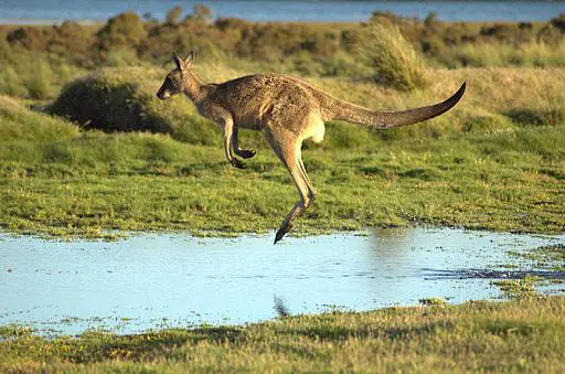 Kanga in English is an informal way, in Australia, to refer to a kangaroo