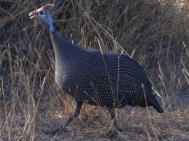 ndege kanga in English is guinea fowl