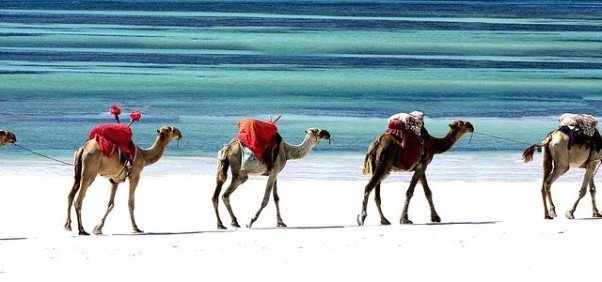 Mombasa Marine National Park and Reserve: Camels on Jomo Kenyatta Public Beach