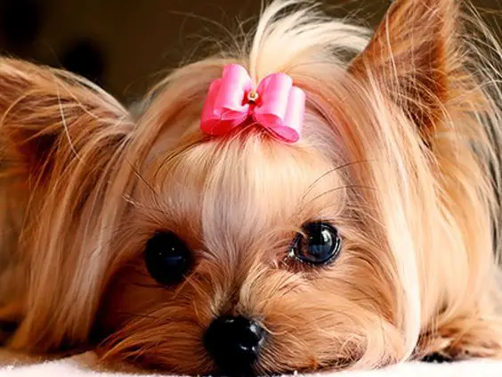 Yorkie Hair Styles: The Classic Top Knot