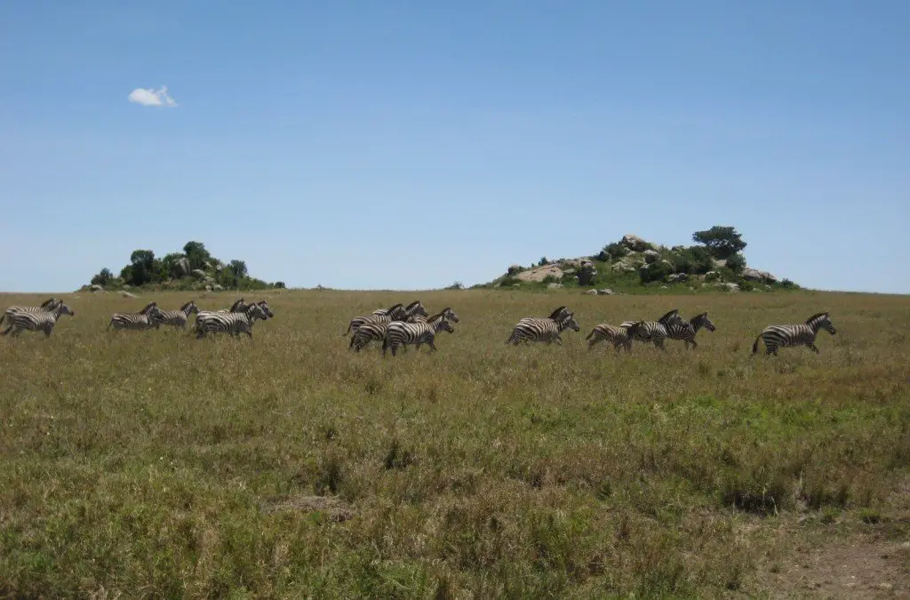  Zebra in Wildebeest migration, Serengeti, Tanzania