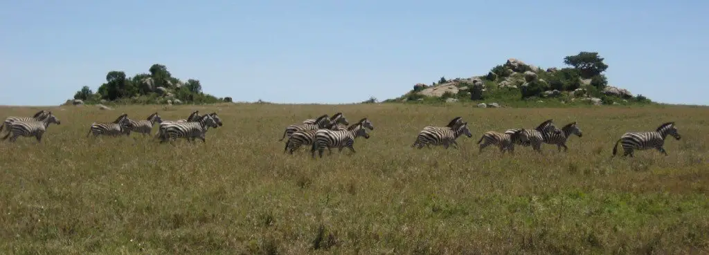 Zebra in the Wildebeest Migration, Serengeti, Tanzania