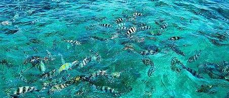 Zebrafish at Malindi Marine Park