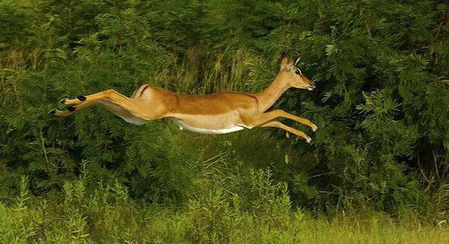 Impala at Lake Mburo National Park, Uganda