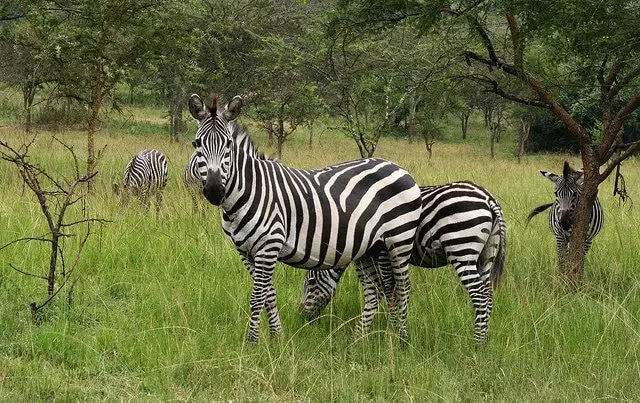 Zebra at Lake Mburo National Park, Uganda